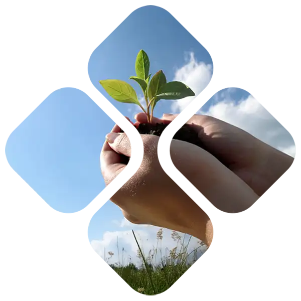 Working together and grow Close-up of smaal growing plant